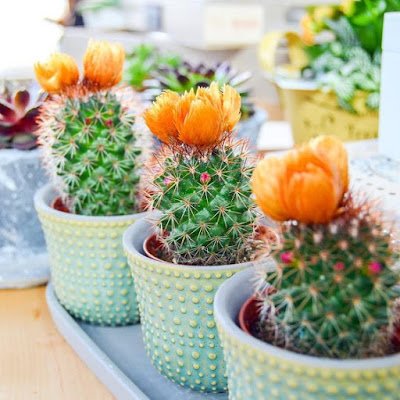 Cactos na decoração