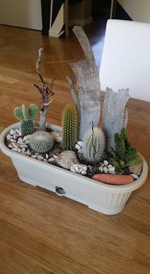 Cactos na decoração
