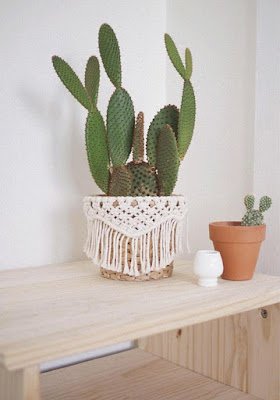 Cactos na decoração