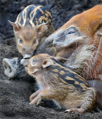 amor e afeto no reino animal