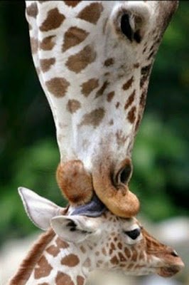 Famílias mais adoráveis do reino animal