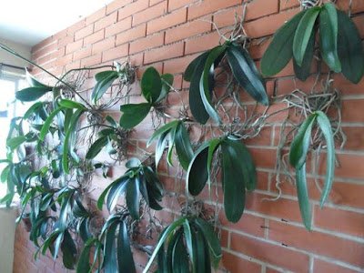 ideias para cultivar orquídeas