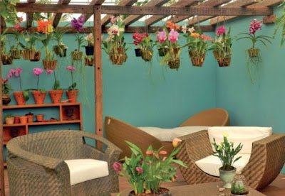 ideias para cultivar orquídeas