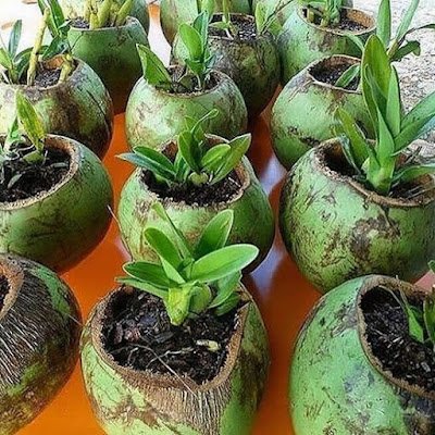 ideias para cultivar orquídeas
