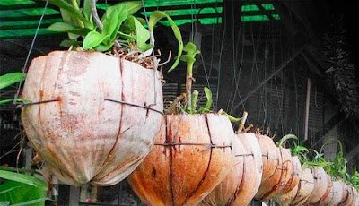 ideias para cultivar orquídeas