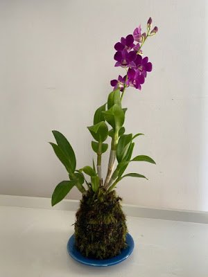 ideias para cultivar orquídeas