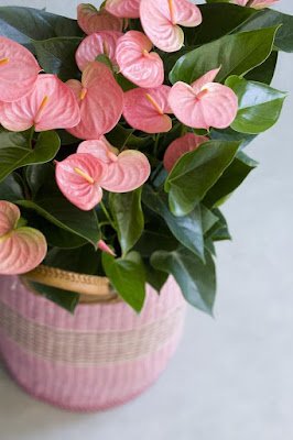 plantas ornamentais que podem ser cultivadas na sombra