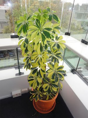 plantas ornamentais que podem ser cultivadas na sombra