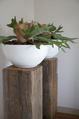 plantas ornamentais que podem ser cultivadas na sombra