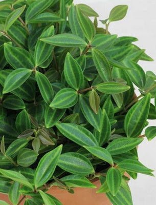 tipos de peperômias que são ótimas para cultivo dentro de casa