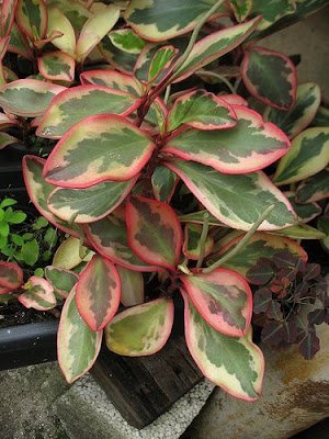 tipos de peperômias que são ótimas para cultivo dentro de casa