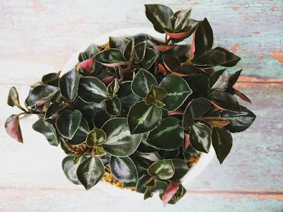 Peperômia colombiana