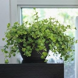 tipos de peperômias que são ótimas para cultivo dentro de casa