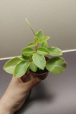 tipos de peperômias que são ótimas para cultivo dentro de casa