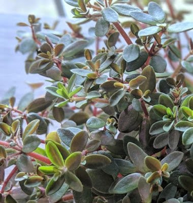 tipos de peperômias que são ótimas para cultivo dentro de casa