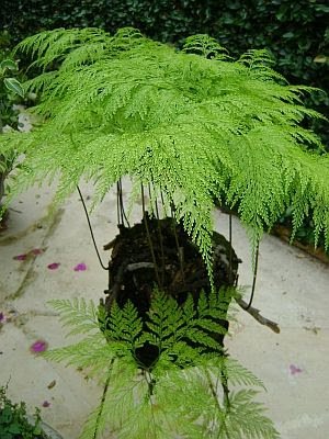 plantas ornamentais que podem ser cultivadas na sombra