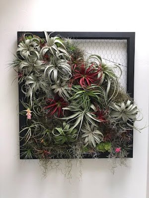 plantas ornamentais que podem ser cultivadas na sombra