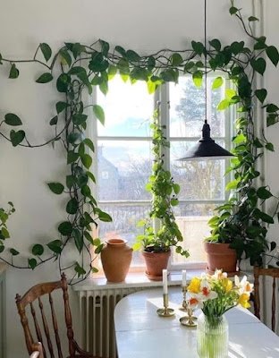 ideias de decorção utilizando trepadeiras