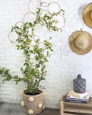 ideias de decorção utilizando trepadeiras