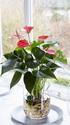 plantas ornamentais que podem ser cultivadas na sombra