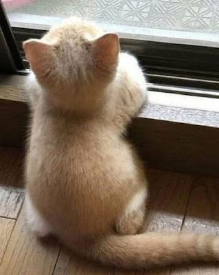 fotos de gatinhos fofos