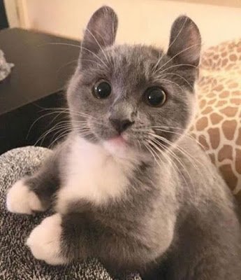 fotos de gatinhos fofos