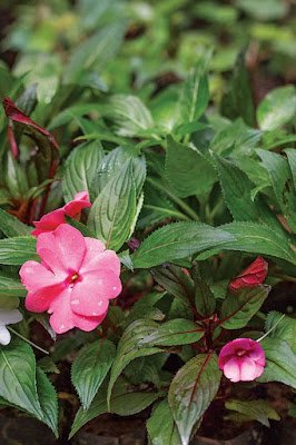 plantas ornamentais que podem ser cultivadas na sombra