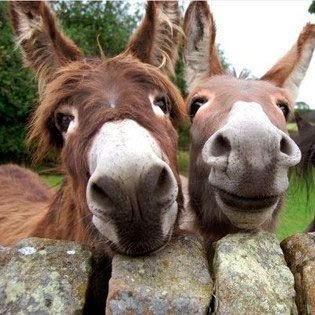 Algumas pessoas afirmam que animais não conseguem sorrir, mas estamos prestes a mostrar que estão errados