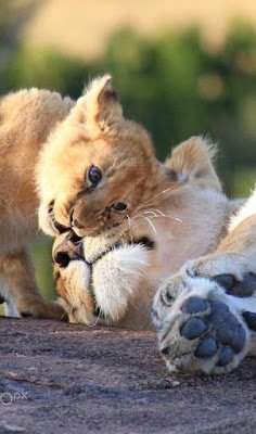 Algumas pessoas afirmam que animais não conseguem sorrir, mas estamos prestes a mostrar que estão errados