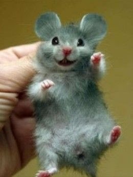 Algumas pessoas afirmam que animais não conseguem sorrir, mas estamos prestes a mostrar que estão errados