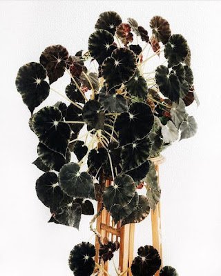 plantas góticas para decoração.