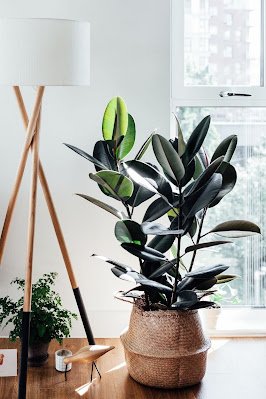 plantas góticas para decoração.