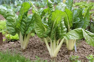 É possível ter uma horta no inverno sim!