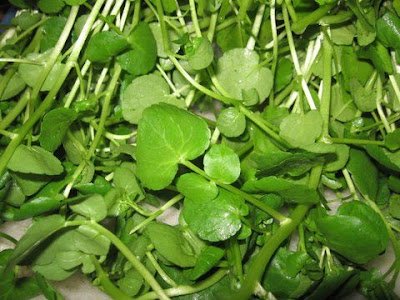 É possível ter uma horta no inverno sim!