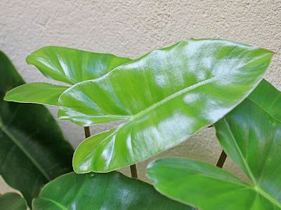 O que é filodendro?