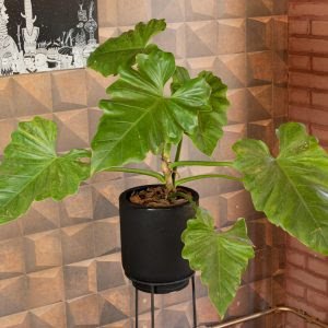 O que é filodendro?