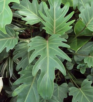 O que é filodendro?