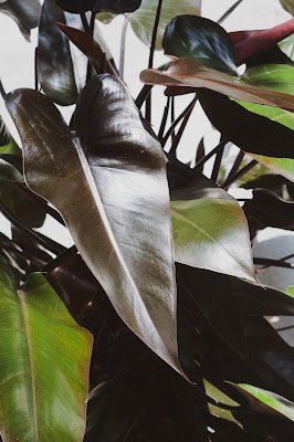 O que é filodendro?