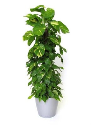 O que é filodendro?