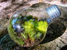 A construção de um terrário é uma atividade prática que auxilia na apropriação de conceitos ecológicos