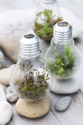 A construção de um terrário é uma atividade prática que auxilia na apropriação de conceitos ecológicos.