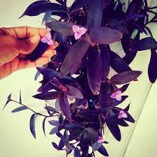 plantas góticas para decoração.