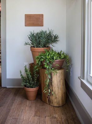 Ideias de decoração simples para aconchegar suas plantas dentro de casa