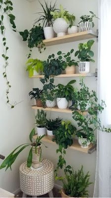 Ideias de decoração simples para aconchegar suas plantas dentro de casa