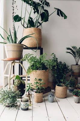 Ideias de decoração simples para aconchegar suas plantas dentro de casa