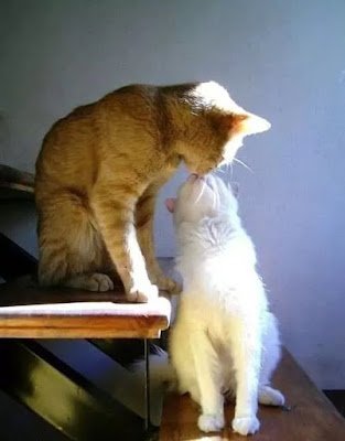 O amor está no ar e esses animais estão todos prontos para o dia dos namorados.