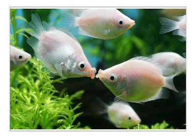 O amor está no ar e esses animais estão todos prontos para o dia dos namorados.