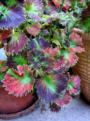 Suas cores vibrantes podem ser uma ótima opção para quem aprecia folhagens coloridas e se destacam na composição dos canteiros e arranjos em vasos.