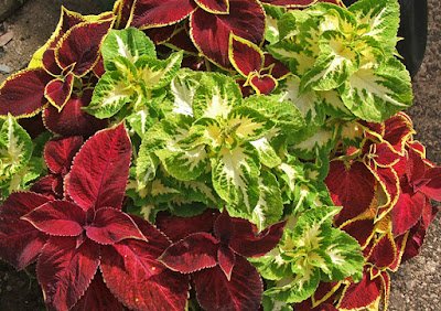 Suas cores vibrantes podem ser uma ótima opção para quem aprecia folhagens coloridas e se destacam na composição dos canteiros e arranjos em vasos.