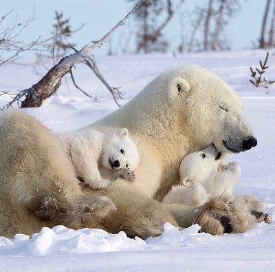 fotos muito fofas de filhotes vivenciando o prazer de estar com seus pais